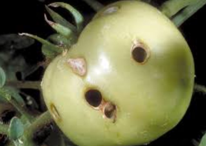 পোকার ছবি ৩